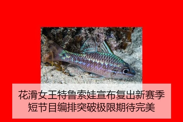 hua-hua-nv-wang-te-lu-suo-wa-xuan-bu-fu-chu-xin-sai-ji-duan-jie-mu-bian-pai-tu-po-ji-xian-qi-dai-wan-mei-2-836.jpg
