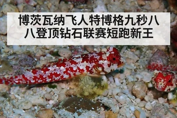 博茨瓦纳飞人特博格九秒八八登顶钻石联赛短跑新王